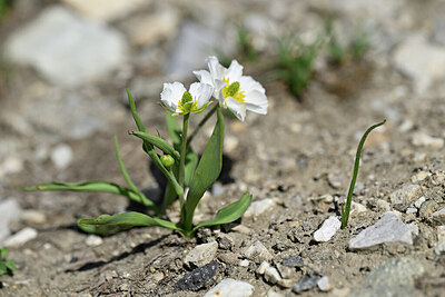 BUITEN BEELD Foto: 444889