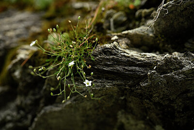 BUITEN BEELD Foto: 444891