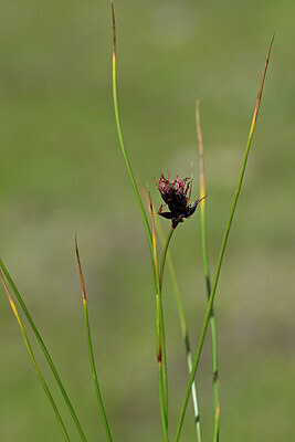 BUITEN BEELD Foto: 444892