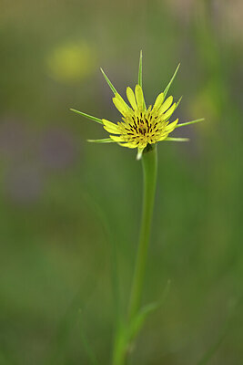 BUITEN BEELD Foto: 444893