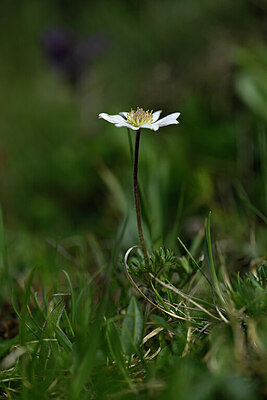 BUITEN BEELD Foto: 444897