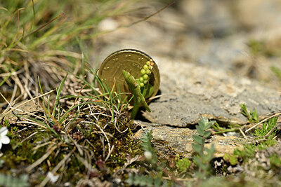 BUITEN BEELD Foto: 444899