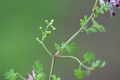 BUITEN BEELD Foto: 444900