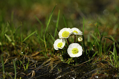 BUITEN BEELD Foto: 444901