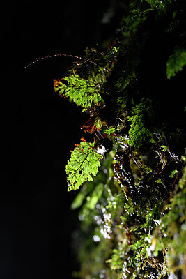 BUITEN BEELD Foto: 444902
