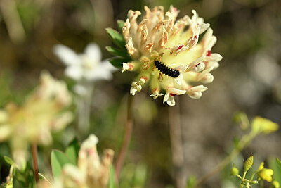 BUITEN BEELD Foto: 444903
