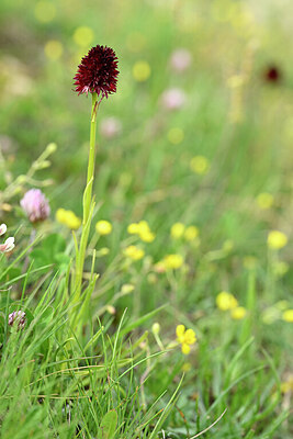BUITEN BEELD Foto: 444907