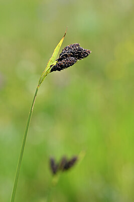 BUITEN BEELD Foto: 444909