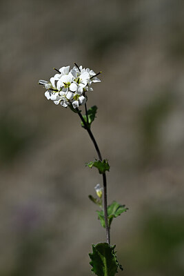 BUITEN BEELD Foto: 444912