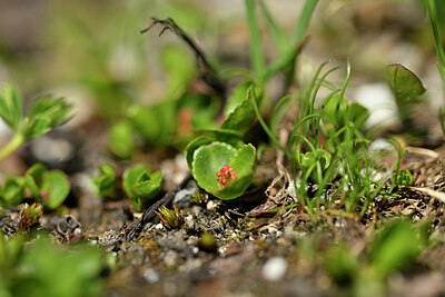 BUITEN BEELD Foto: 444913