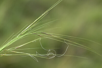 BUITEN BEELD Foto: 444914