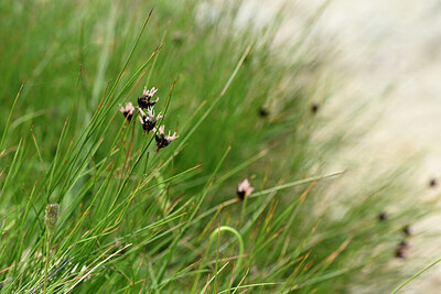 BUITEN BEELD Foto: 444915