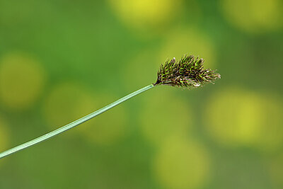 BUITEN BEELD Foto: 444919