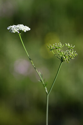 BUITEN BEELD Foto: 444921