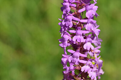 BUITEN BEELD Foto: 444923