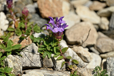 BUITEN BEELD Foto: 444924