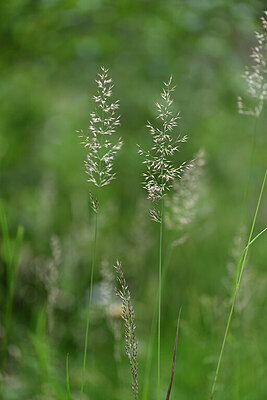 BUITEN BEELD Foto: 444927