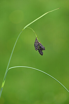 BUITEN BEELD Foto: 444932