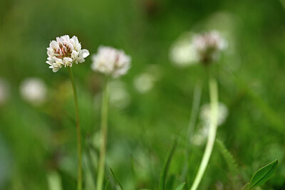 BUITEN BEELD Foto: 444935