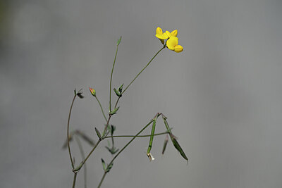 BUITEN BEELD Foto: 444936