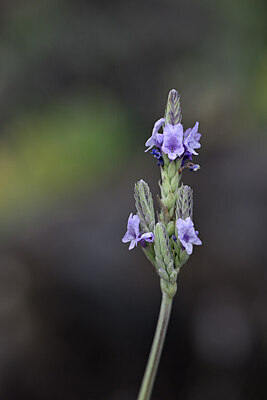 BUITEN BEELD Foto: 444937