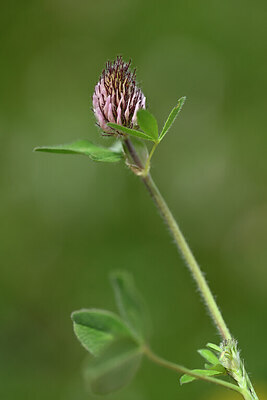 BUITEN BEELD Foto: 444940