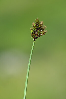BUITEN BEELD Foto: 444941