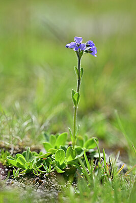 BUITEN BEELD Foto: 444942