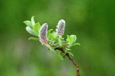 BUITEN BEELD Foto: 444944
