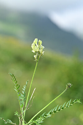 BUITEN BEELD Foto: 444945