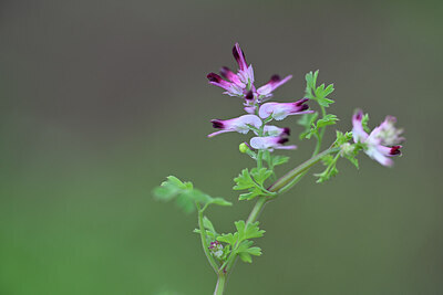 BUITEN BEELD Foto: 444946