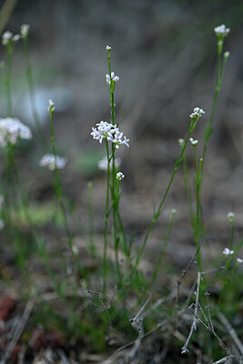BUITEN BEELD Foto: 444948