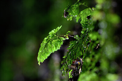 BUITEN BEELD Foto: 444950