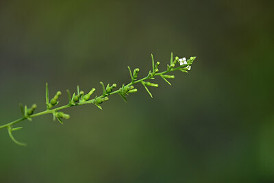BUITEN BEELD Foto: 444955