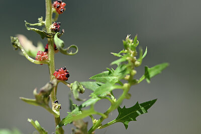BUITEN BEELD Foto: 444958