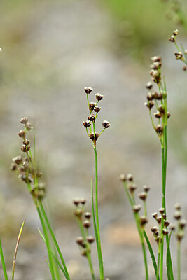 BUITEN BEELD Foto: 444963