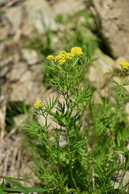 BUITEN BEELD Foto: 444964