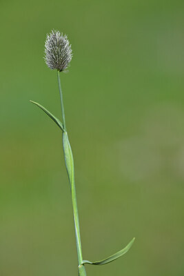BUITEN BEELD Foto: 444967