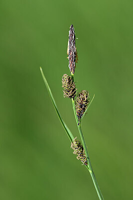 BUITEN BEELD Foto: 444968