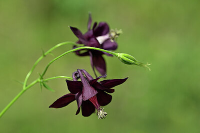 BUITEN BEELD Foto: 444971