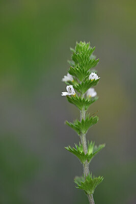 BUITEN BEELD Foto: 444973