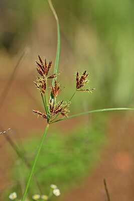 BUITEN BEELD Foto: 444975