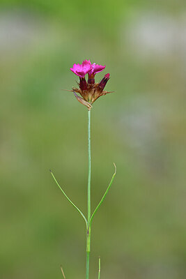 BUITEN BEELD Foto: 444976