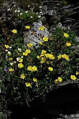 BUITEN BEELD Foto: 444979