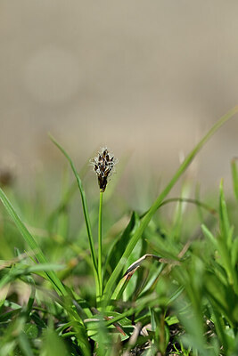 BUITEN BEELD Foto: 444980