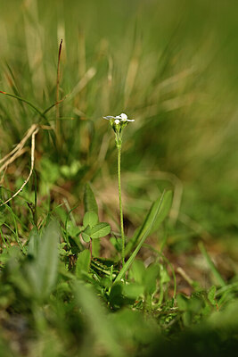 BUITEN BEELD Foto: 444981
