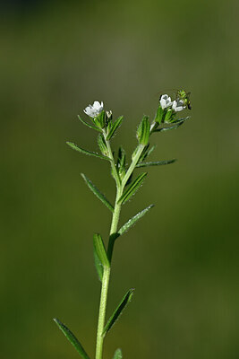 BUITEN BEELD Foto: 444982