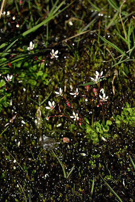 BUITEN BEELD Foto: 444984