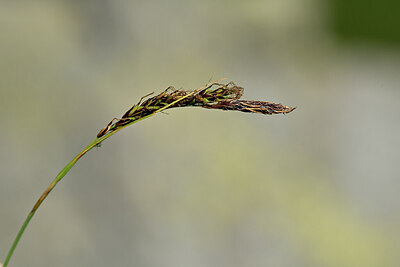 BUITEN BEELD Foto: 444985