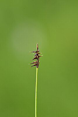 BUITEN BEELD Foto: 444993